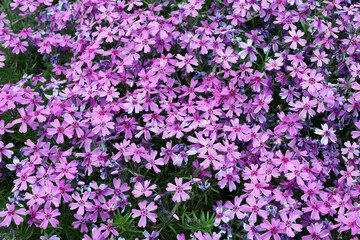 ground cover plant pink - phlox subulata
