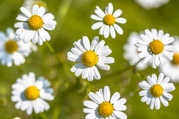 Chamomile flowers