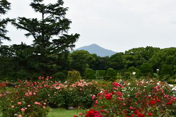 京都府立植物園のバラ園と比叡山
