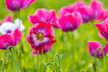 Pink opium poppies on a field