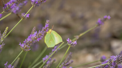 Papillon en gros plan dans un champs de lavandes à Valensole, Sud de la France.
