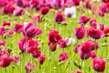 Pink opium poppies on a field
