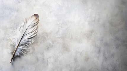 White feather on background