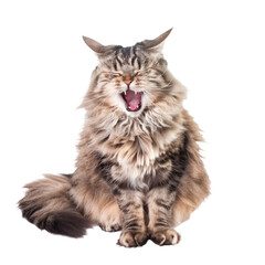 Full body shot of American Longhair Cat cat yawning. Transparent, white background, isolated.