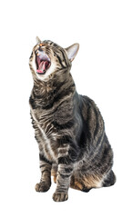 Full body shot of American Polydactyl Cat cat yawning. Transparent, white background, isolated.