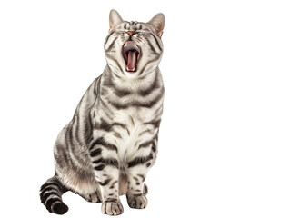 Fototapeta premium Full body shot of American Shorthair Cat cat yawning. Transparent, white background, isolated.