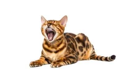 Full body shot of Bengal Cat cat yawning. Transparent, white background, isolated.