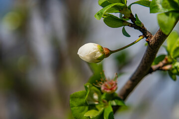 snail on a branch