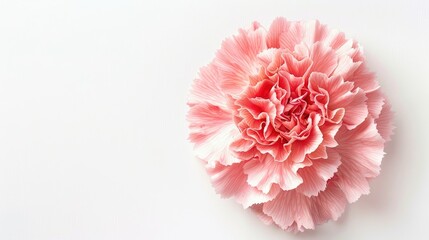 Naklejka premium Carnation flower in pink on a white backdrop