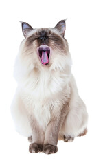 Obraz premium Full body shot of Birman Cat cat yawning. Transparent, white background, isolated.