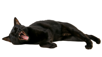 Full body shot of Bombay Cat cat yawning. Transparent, white background, isolated.