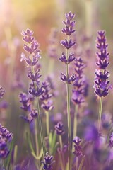 Obraz premium Lavender blooms swaying in a field, with a softly blurred background of a sunlit meadow.