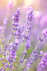 Naklejka premium Lavender blooms swaying in a field, with a softly blurred background of a sunlit meadow.