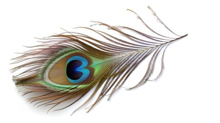 Obraz premium Peacock feather on white background