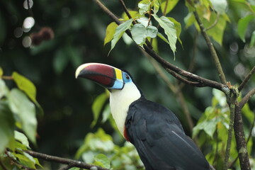 tucano em árvore na floresta amazônica