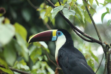 tucano em árvore na floresta amazônica