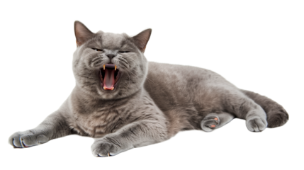 Full body shot of British Shorthair Cat cat yawning. Transparent, white background, isolated.