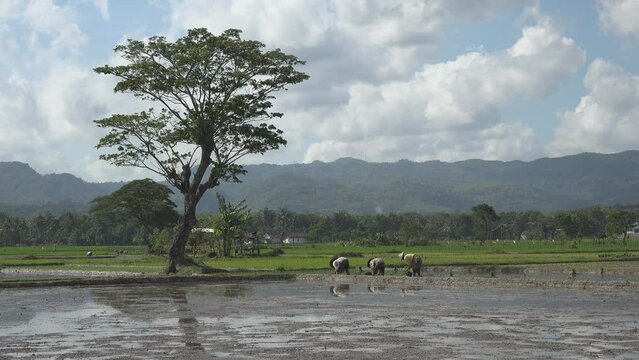 Classic rural scene with farmers planting rice in beautiful lush green landscape in Indonesia
