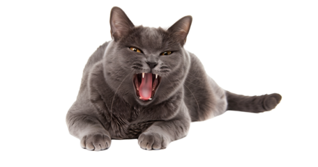 Full body shot of Chartreux Cat cat yawning. Transparent, white background, isolated.