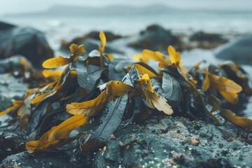 Bull kelp seaweed on rocks ready to harvest in ocean