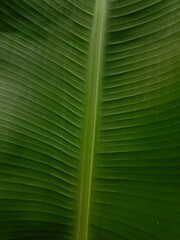 banana palm tree leaf close up, wallpaper texture summer background