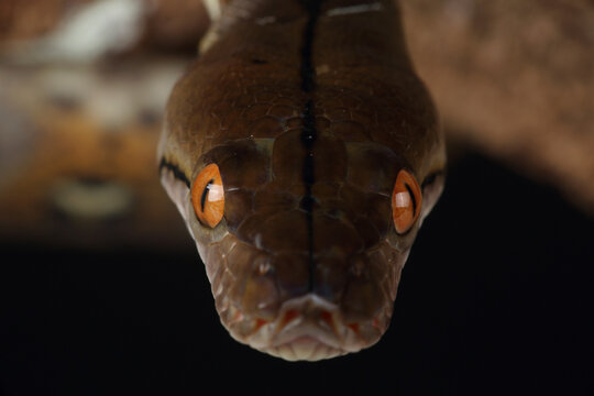 Portrait of a Reticulated Python looking at photographer
