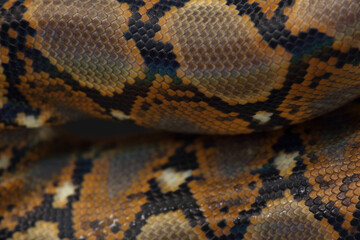 A close-up of the skin of a Reticulated Python
