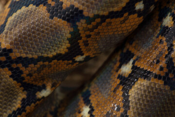 A close-up of the skin of a Reticulated Python
