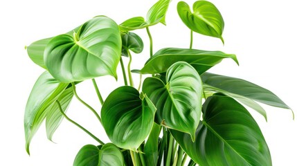 Obraz premium Philodendron tropical leaves in a container on white background