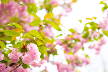 Obraz premium Sakura. Cherry blossom, branches with flowers sway in the wind. Pink flowers of the sakura tree. Spring landscape with flowering trees. Beautiful nature on a sunny day.