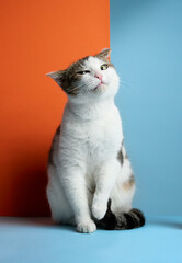 A content cat stretches out on a blue surface, with an orange background providing a warm contrast. The relaxed feline embodies tranquility and comfort