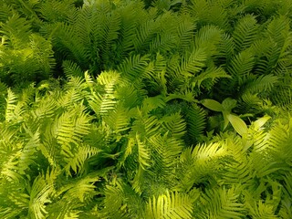background fern leaves, green wallpaper texture summer colorful, ecology plants