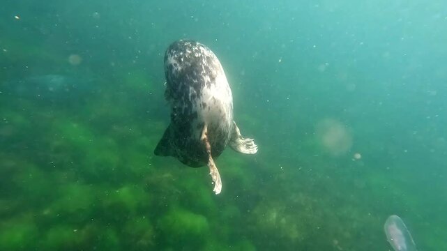 Atlantic Grey Seal diving undersea off the coast off Lundy Island in North Devon, UK. With no predators these seals are very confiding