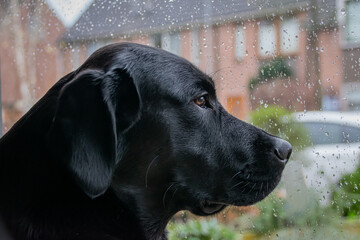 Labrador looking out of the rainy window