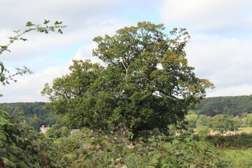 Rural scenery in the UK