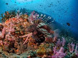 Lion Fish with Soft Coral at Andaman Sea, Richelieu
