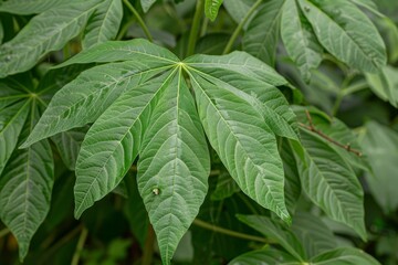 Obraz premium Different types of cassava leaves including curling and mosaic virus