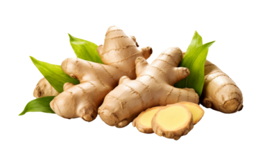 Fresh ginger root isolated on transparent background