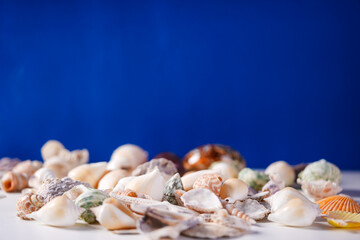 Sea shells