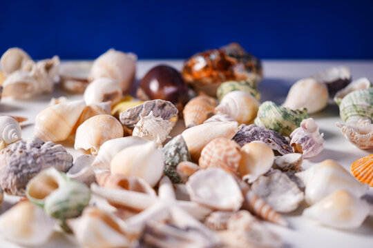 Sea shells