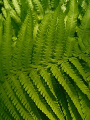 background fern leaves close up, macro photo, green wallpaper texture summer colorful, plant ecology