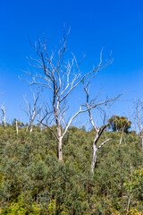 Dead trees stand out against a bright blue sky in the Blue Mountains, New South Wales, Australia.