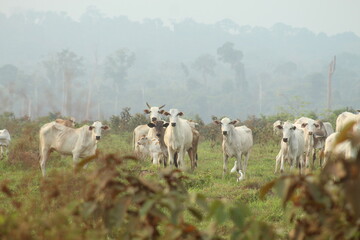 Fototapeta premium área com queimada e criação de gado nas margens da rodovia transamazônica, no Amazonas 