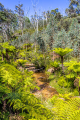 A tranquil stream near Katoomba Falls flows through a verdant forest, adorned with lush ferns in the Blue Mountains of New South Wales, Australia.