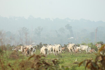 &aacute;rea com queimada e cria&ccedil;&atilde;o de gado nas margens da rodovia transamaz&ocirc;nica, no Amazonas 