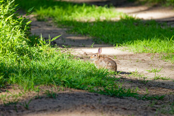 The eastern cottontail (Sylvilagus floridanus). Wild Rabbit on the forest in Ohio