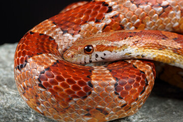 Portrait of a Corn Snake against a black background

