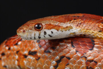 Portrait of a Corn Snake against a black background
