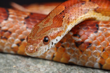 Portrait of a Corn Snake on a rock
