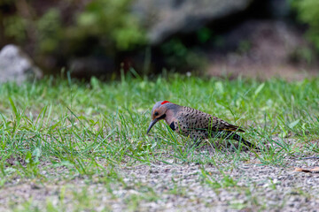 The northern flicker (Colaptes auratus) collect food in the meadow